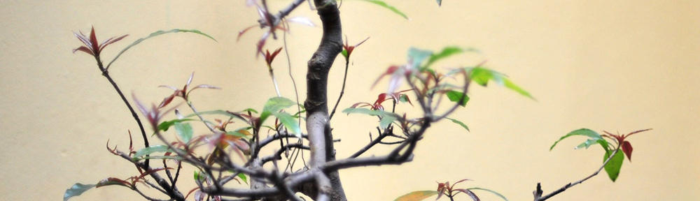 Massages en entreprise et à votre domicile